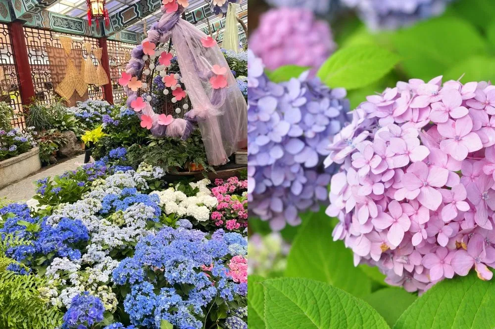 士林官邸首度舉辦繡球花展！60 多個品種浪漫綻放　五彩繽紛花景美翻