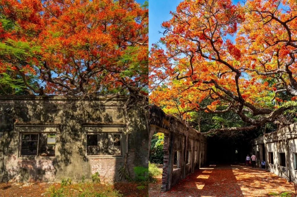 高雄「大湖番茄會社」百年鳳凰火紅盛開中！秘境美景成爆紅打卡點