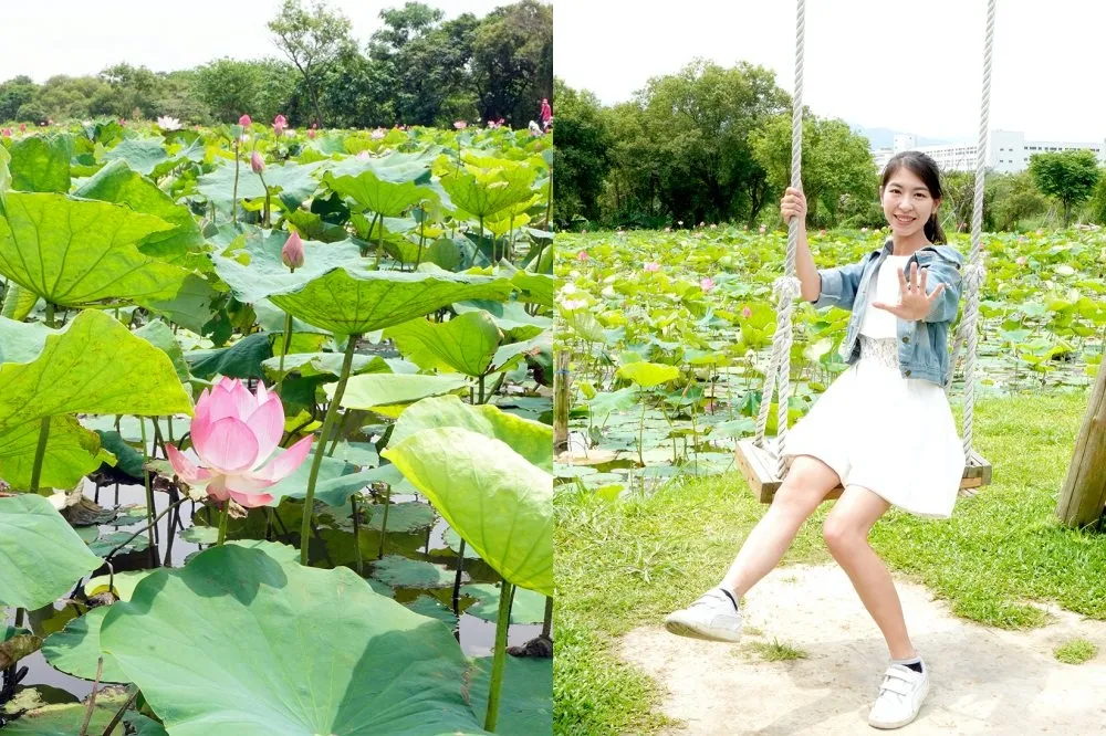 新北山佳荷花池「粉色花朵」嬌豔綻放！盪鞦韆、美景一次滿足　還能順拍絕美鏡面池