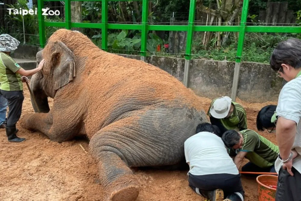 動物園獸醫師秘辛首度曝光！曾徒手挖大象肛門　多人保定鱷魚幫搬家