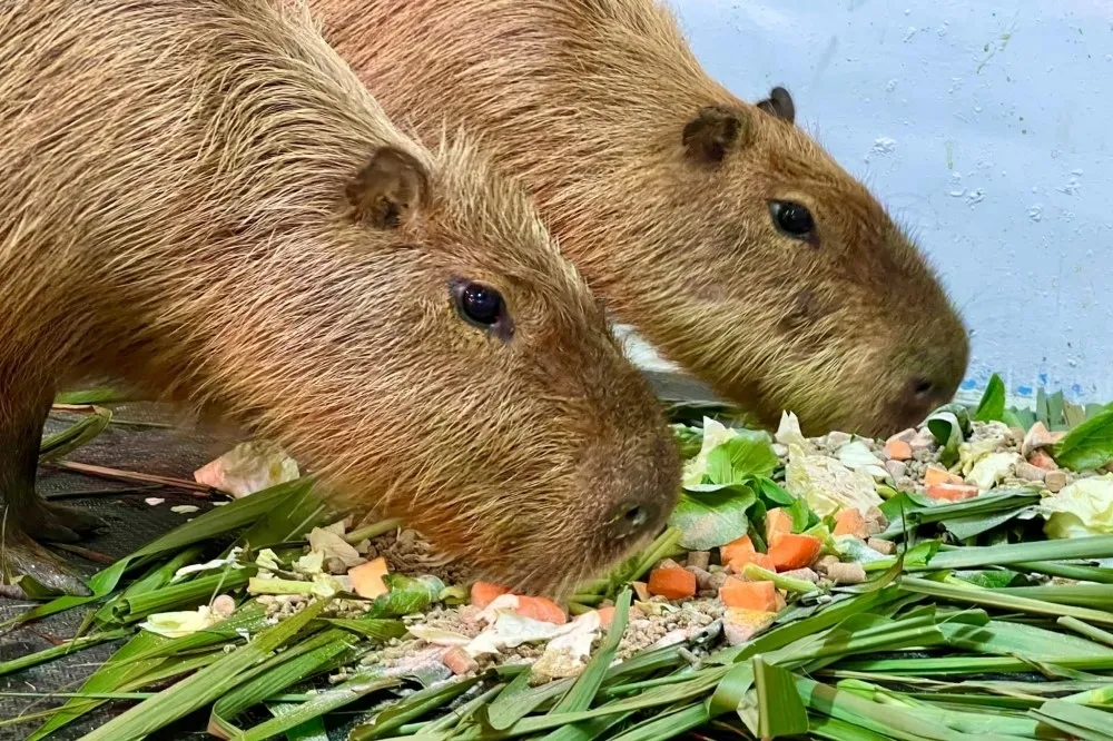 又有動物脫逃！新竹「水豚君」落跑離家　現蹤身影曝光