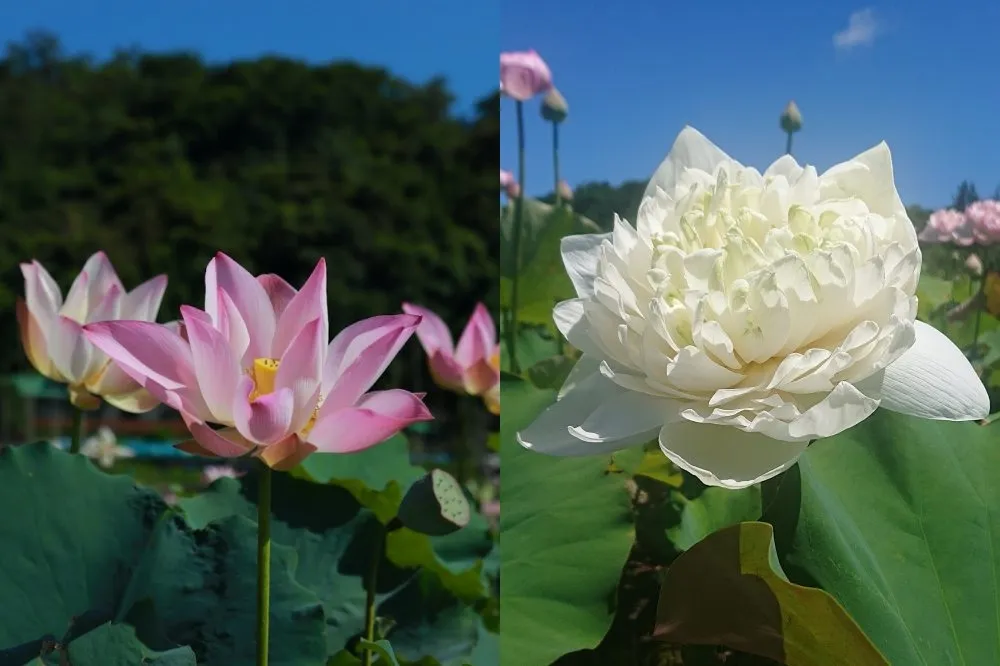 新北 5 大熱門賞荷景點推薦！三芝山豬堀荷花田「牡丹蓮」絕美綻放