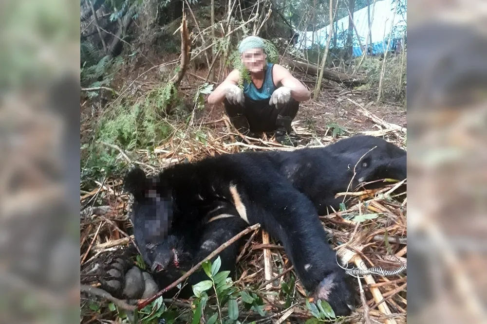 山老鼠盜團首領何男曾獵殺分食台灣黑熊　判刑交保後染疫陳屍深山 