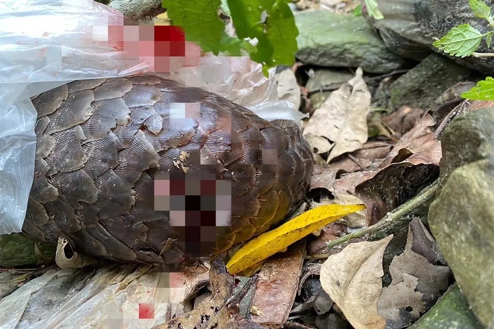 又是流浪犬釀禍！鯉魚潭風景區內保育類穿山甲被攻擊致死
