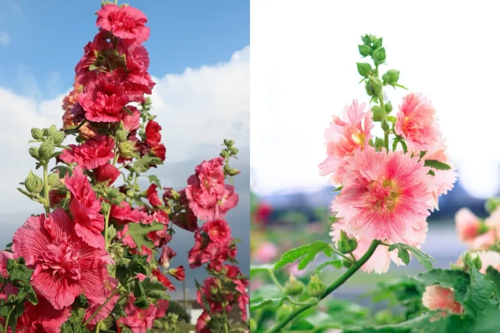【台北賞花景點】蜀葵花開了！河雙 21 河濱公園「一丈紅花海」免費拍、賞花期到 8 月