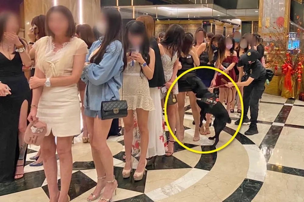 台中掃蕩夜店警犬穿梭美腿間狂嗅酒店妹　網友羨慕喊：爽缺我也要