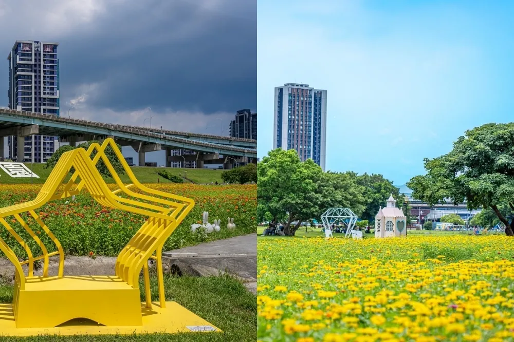新北大都會公園「百日草」開了！1.4 公頃橘黃花海美翻　順玩「海世界樂園」消暑