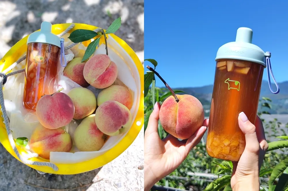 【產地直擊片】迷客夏「水蜜桃系列」三款全新手搖飲限量登場　以公平交易嚴選梨山小農無毒水蜜桃