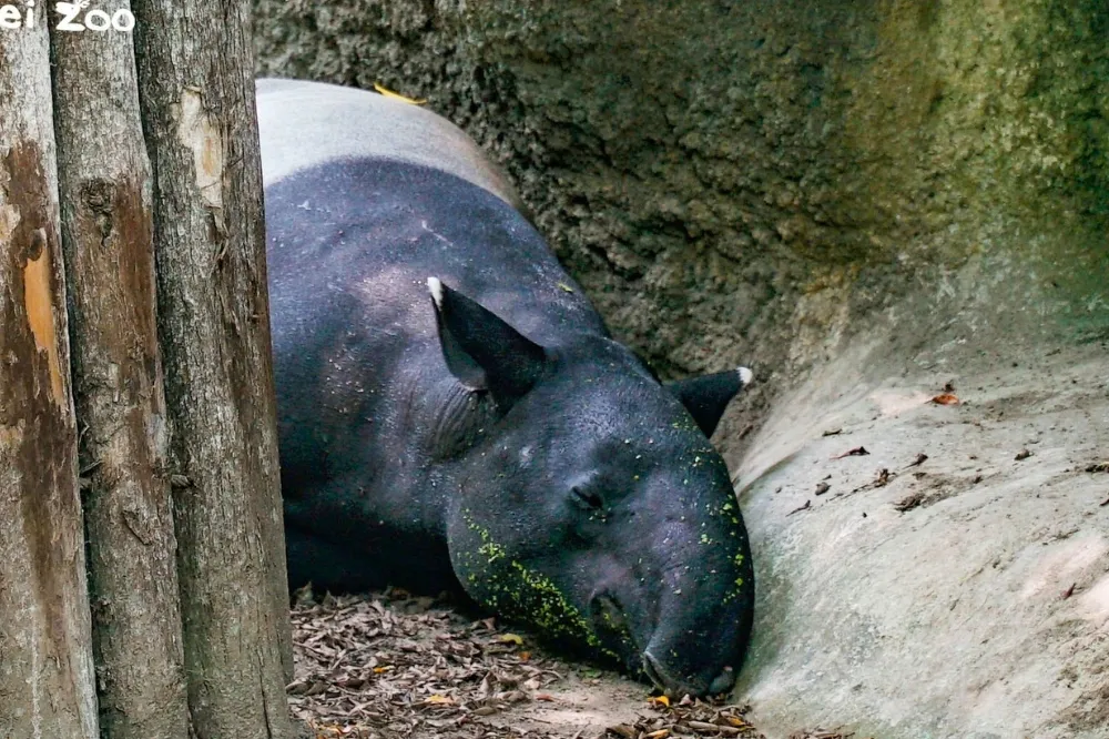 熱死？北市動物園馬來貘病亡　傳死因疑爲熱衰竭