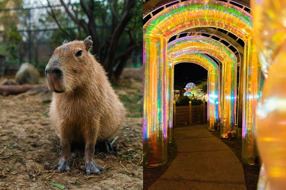 屏東四重溪溫泉公園有水豚賣萌！泡泡光影裝置藝術期間限定至 9 月