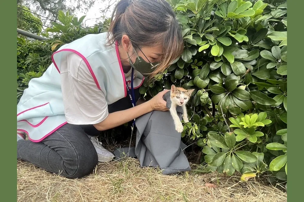 打造友善動物城！ 竹市府推出1959動保專線 24H救援不間斷