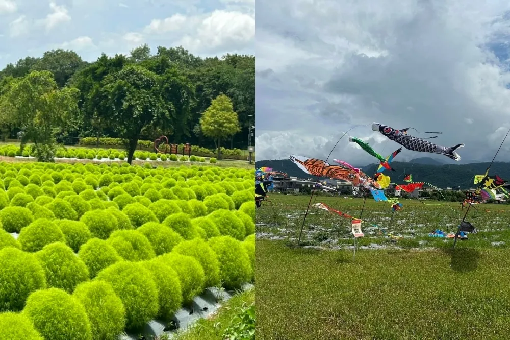 宜蘭波波草開了！最佳觀賞期到 9 月　順拍地景藝術風箏