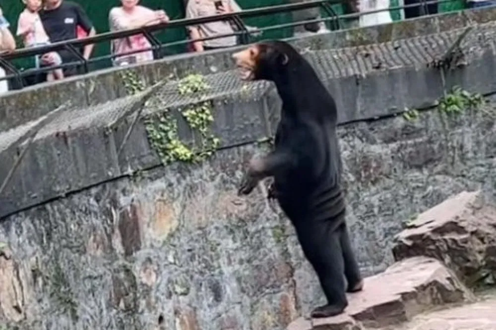 【有片】前科太多？　杭州動物園傳「人扮黑熊」遭否認