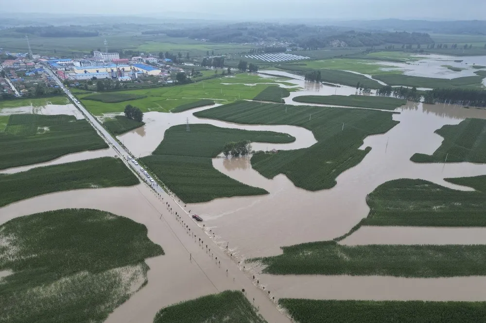 【有片】中國「北大倉」淪水鄉澤國　今年恐「絕收」衝擊全球糧食供應