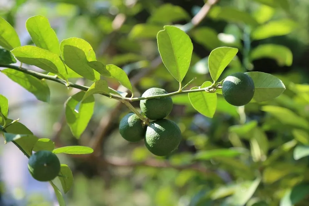 興大研究台灣香檬可調節受慢性輕度壓力誘發的憂鬱焦慮症狀