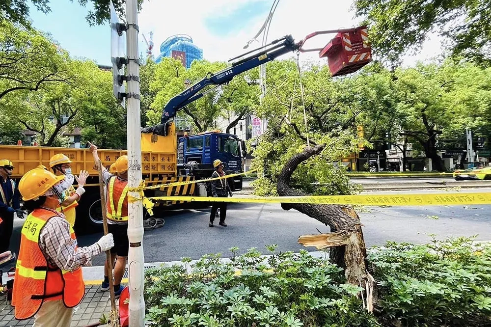 北市10公尺高路樹突倒塌　男子參加普渡路過慘遭壓死