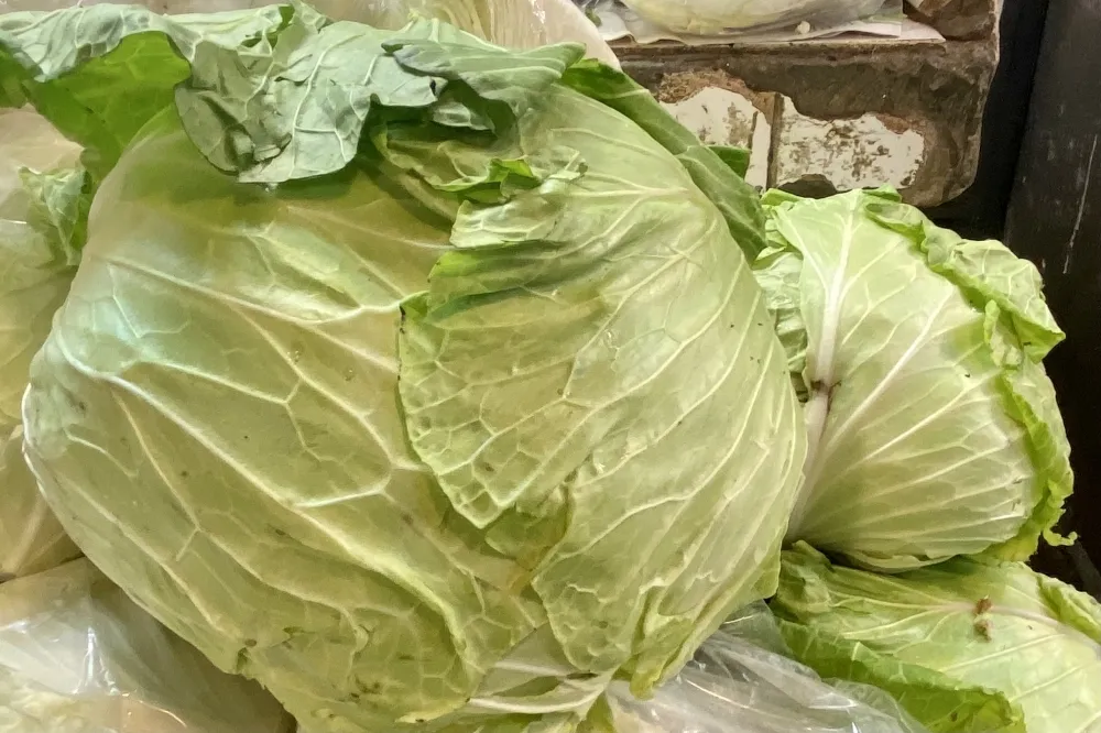 好貴！颱風才走高麗菜一顆漲破500元　消費者嘆：買不下去