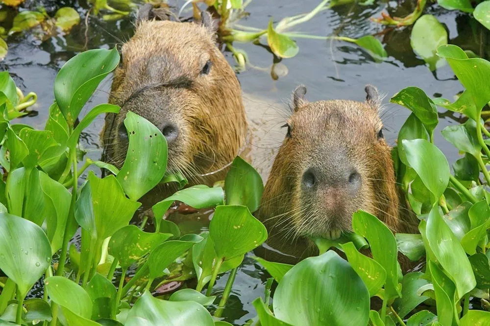 北市動物園門票全票從60漲到100元　明年2月調漲優惠一次看　