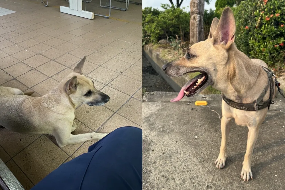 派出所警犬咬傷高官「被消失」引基層反彈　警局說話了