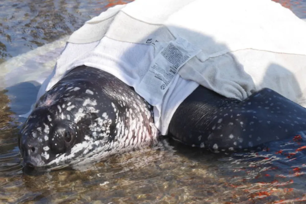 革龜誤食2條425公分魚線　消化道病變難進食虛弱致死