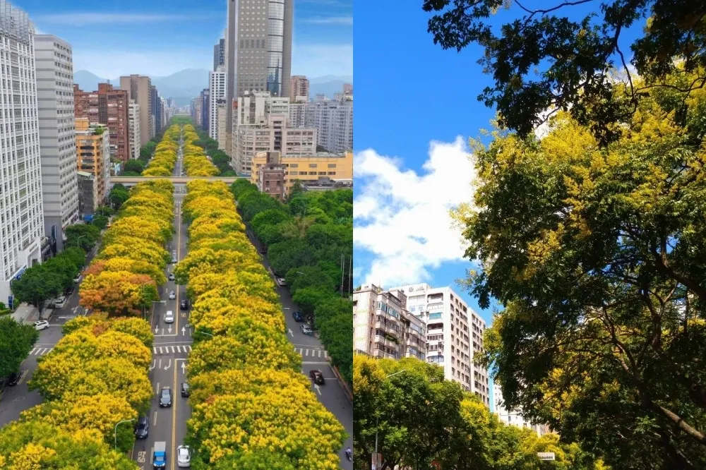 台北「台灣欒樹」景點推薦！敦化南路變黃金大道　浪漫黃金雨期間限定