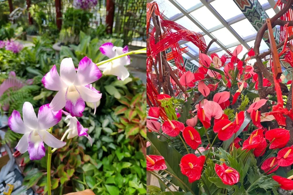 士林官邸「秋石斛蘭與火鶴花展」登場！花期美至 10 月底　泰國、荷蘭品種絕美亮相