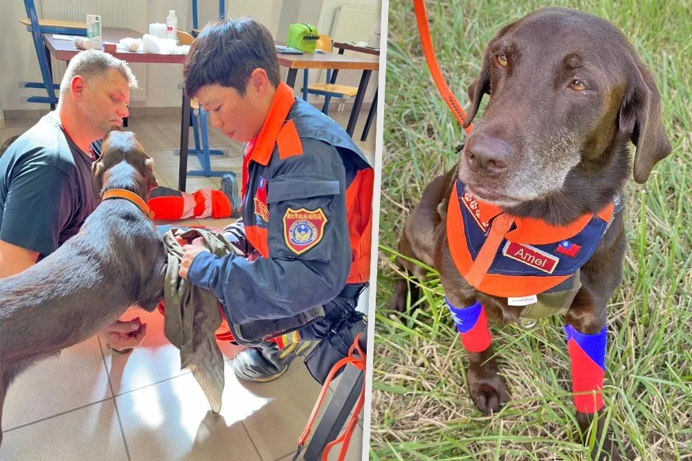 超強！搜救犬Amei與領犬員通過MRT認證　拿下台灣史上最佳成績