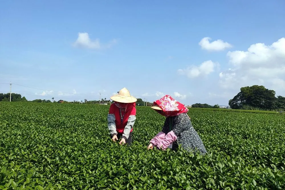 從南屯到南投　跟著「城鄉島遊」旅遊趣