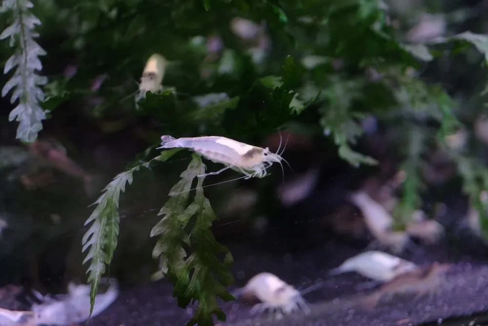 台灣觀賞魚博覽會本週高雄登場！白色大和藻蝦搶先全球曝光　每日贈 100 份早鳥禮