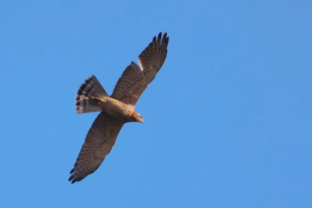 「國慶鳥」灰面鵟鷹過境玉山塔塔加數量創新高　月底前仍有機會一窺群鷹之姿