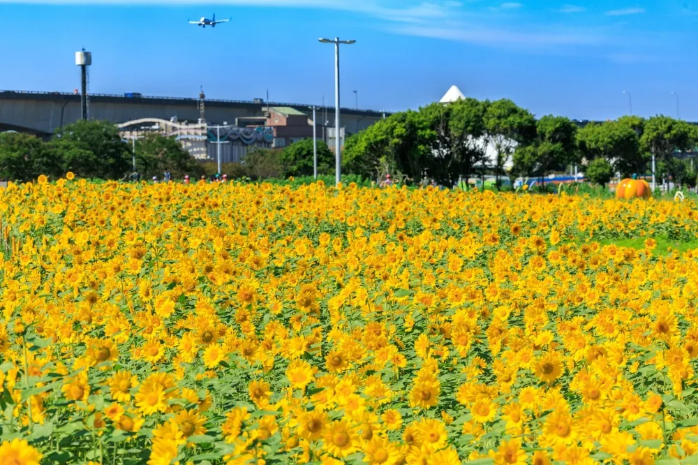 向日葵花海來了！大佳河濱公園「一片金黃」　搭萬聖節南瓜超應景
