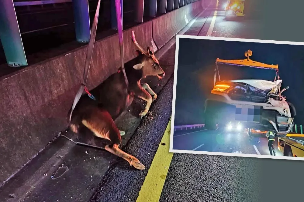 國道衝撞超大水鹿車頭秒凹　女駕駛：到現在還會做惡夢
