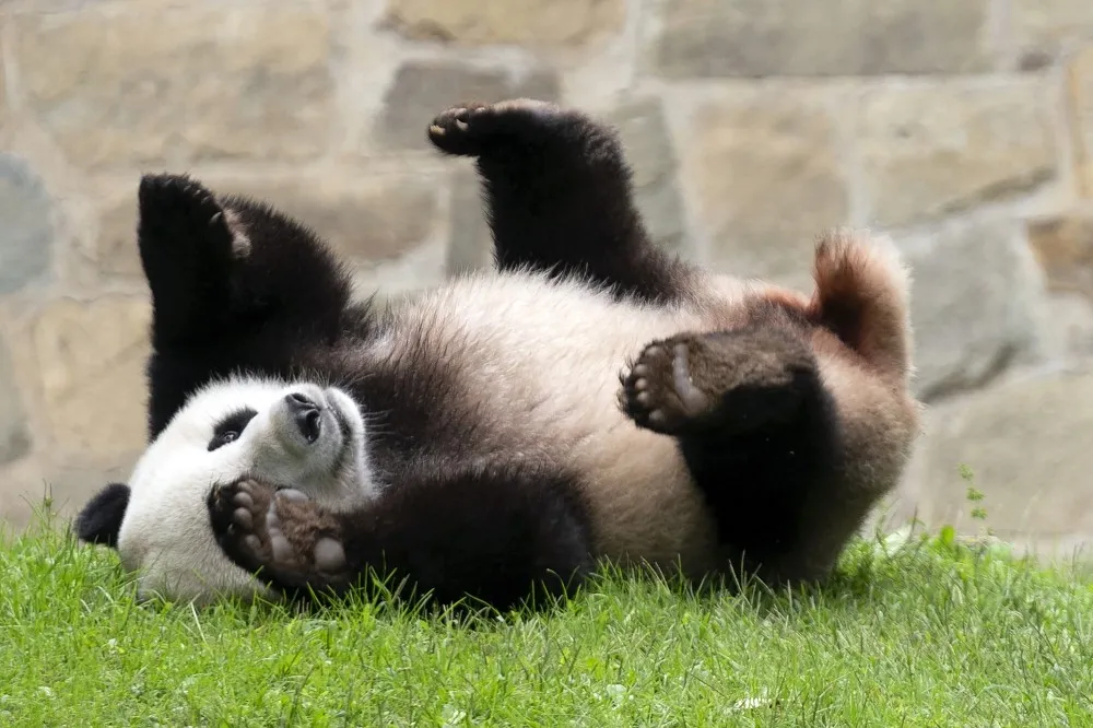 【有片】中美友誼不再　華府動物園大貓熊送回成都、50年合作畫下句點