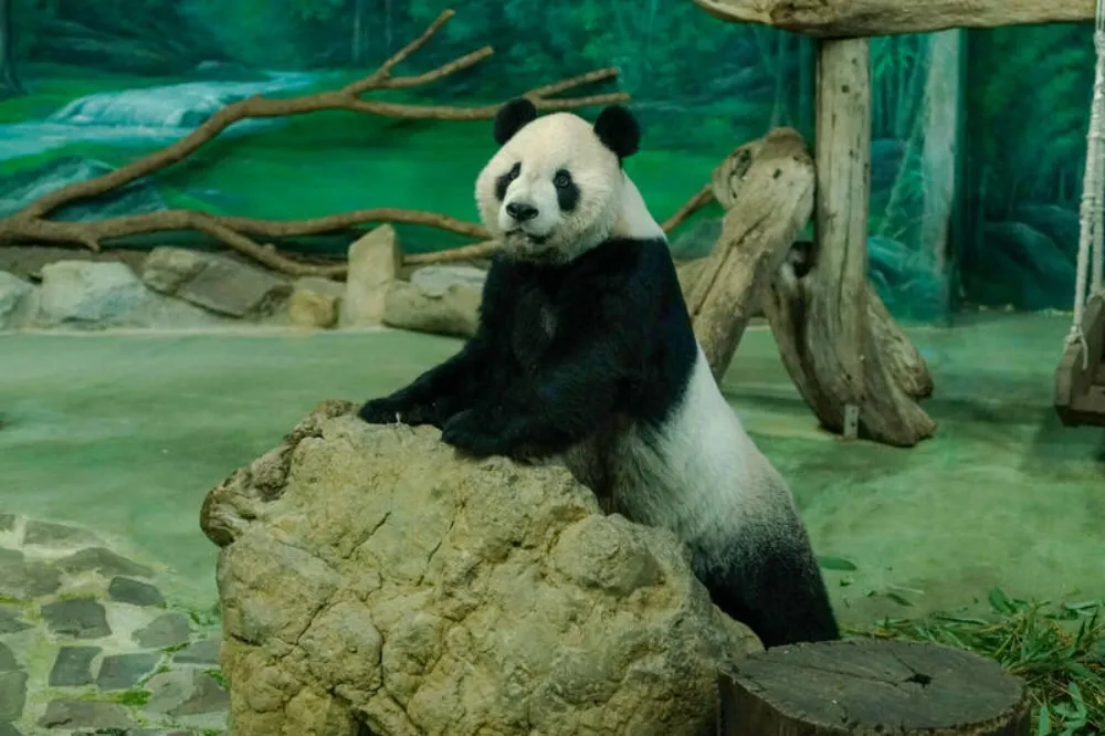 貓熊「團團」逝世1周年　北市動物園完成標本將於明年展出