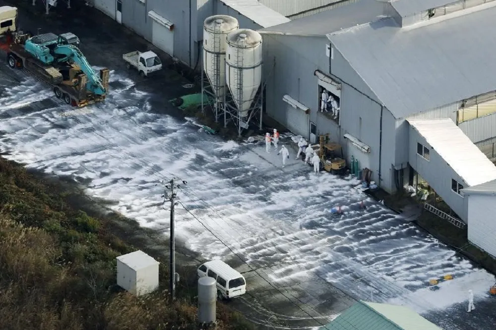 日本佐賀縣養雞場爆發禽流感　4萬雞隻遭到撲殺