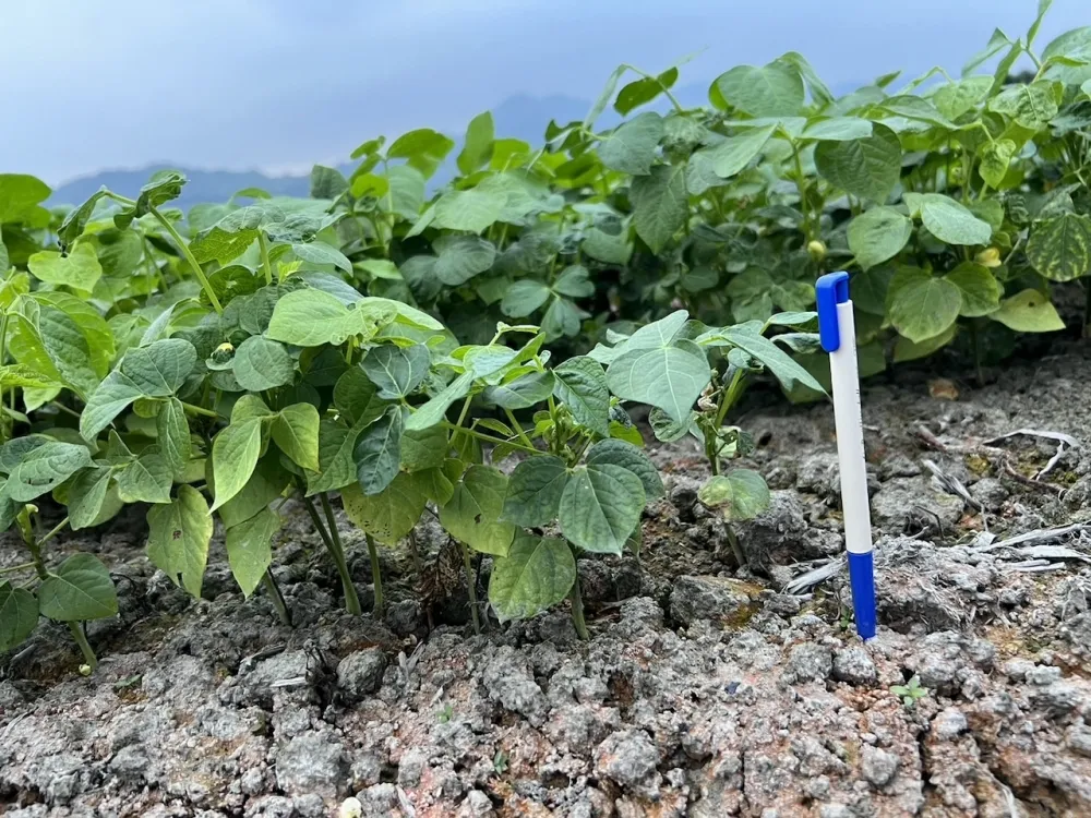 美濃豆農陳情紅豆恐將減產60% 　邱議瑩12/4安排農業部勘災、爭取農損補助