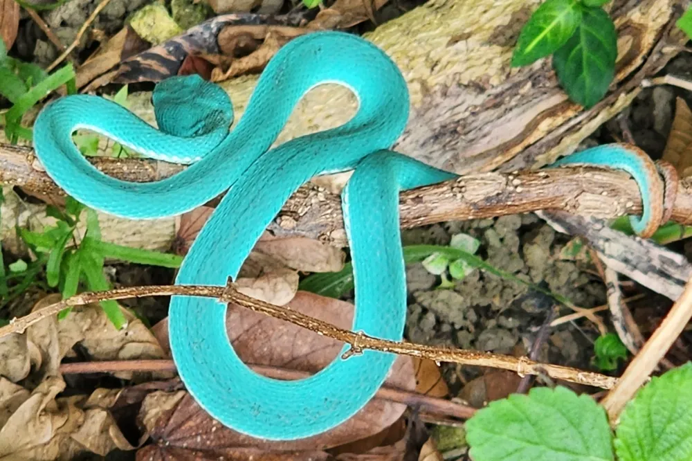 太神奇！山區巧遇「Tiffany藍」赤尾青竹絲　網曝色違原因