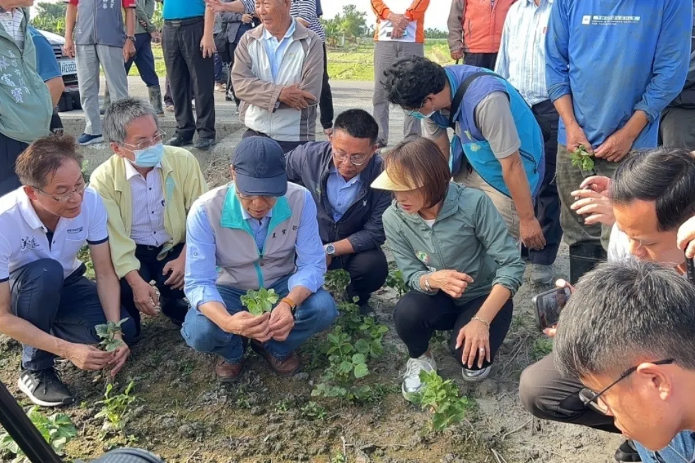 美濃紅豆災損　邱議瑩會同農業局、農糧署勘災