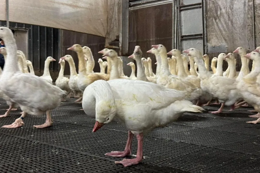 嘉義大林種鵝場確診H5N1高原病性禽流感　1.2萬隻遭撲殺