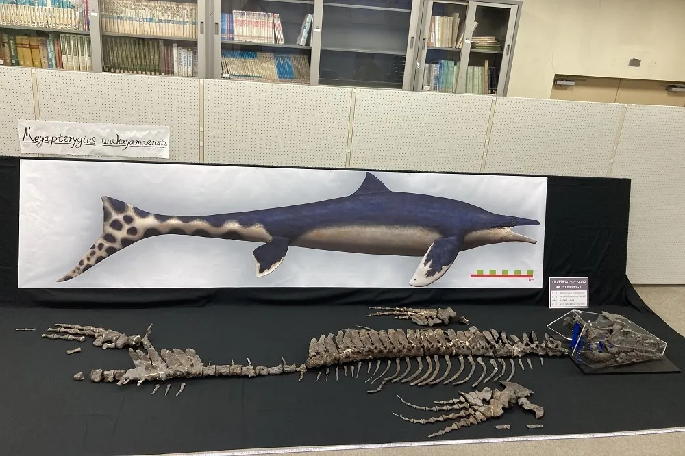 【有片】真實版哥吉拉？日本發現新品種滄龍化石　7200萬前稱霸海洋
