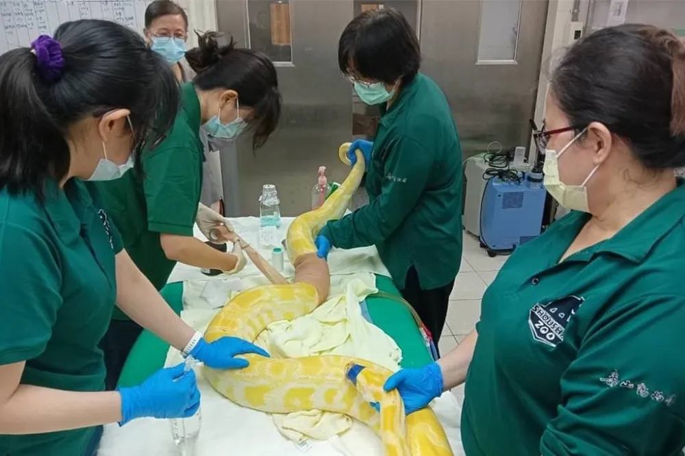 危險職務加給　壽山動物園保育員明年起最高調漲5000元