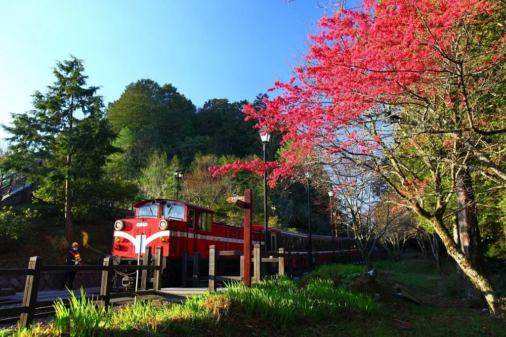 阿里山賓館新年訂房大優惠　贈《祝山線》觀日列車來回票