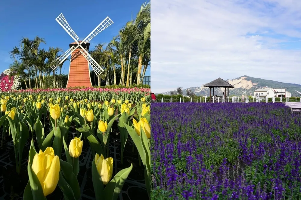 台中中社「鬱金香季」開跑！20 萬株鬱金香花海超浪漫　彩色海芋、鼠尾草同場爭艷