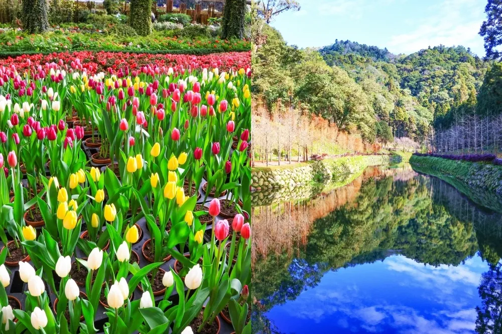杉林溪鬱金香季盛大登場！繽紛花海美到 2 月底　冬季有免費星空導覽
