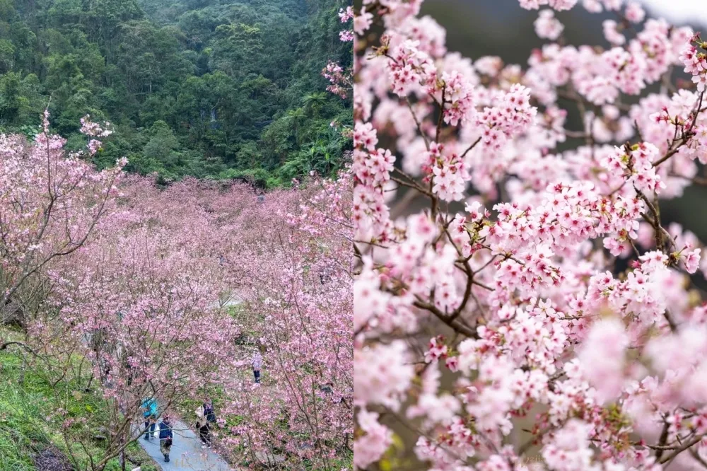 新北三峽大熊櫻花林開園！800 棵三色寒櫻搶先綻放　八重櫻、福爾摩沙櫻接力登場