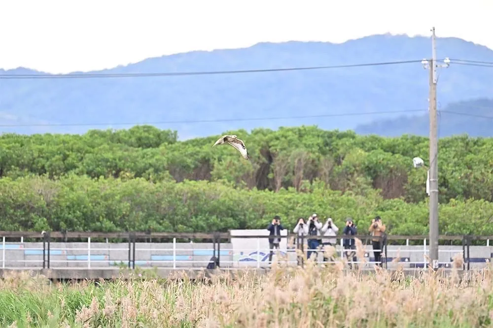 稀有「大鵟」現蹤關渡公園　民眾擺動物屍體誘拍最高可罰30萬