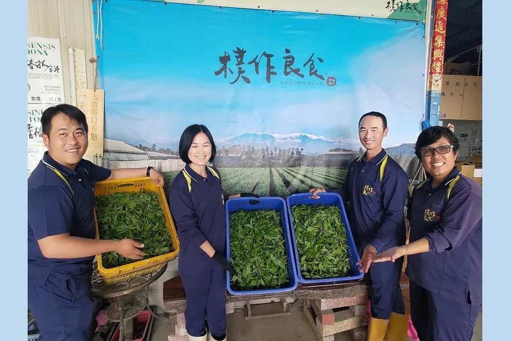 挑戰百萬年薪！日韓急凍缺羅勒　樸作良食徵契作戶搶市
