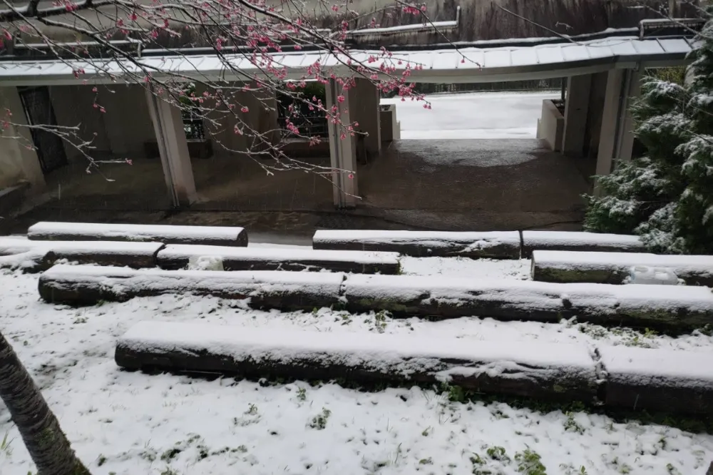 零度線下移！東眼山隔8年又降雪　拉拉山、三峽山區雪花飄遊客超嗨