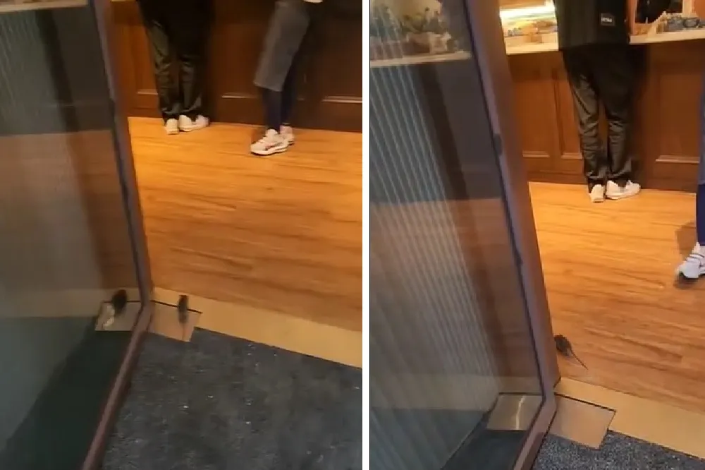 超哥日本料理店又出事！超肥老鼠溜進大門　網友譏：料理鼠王？