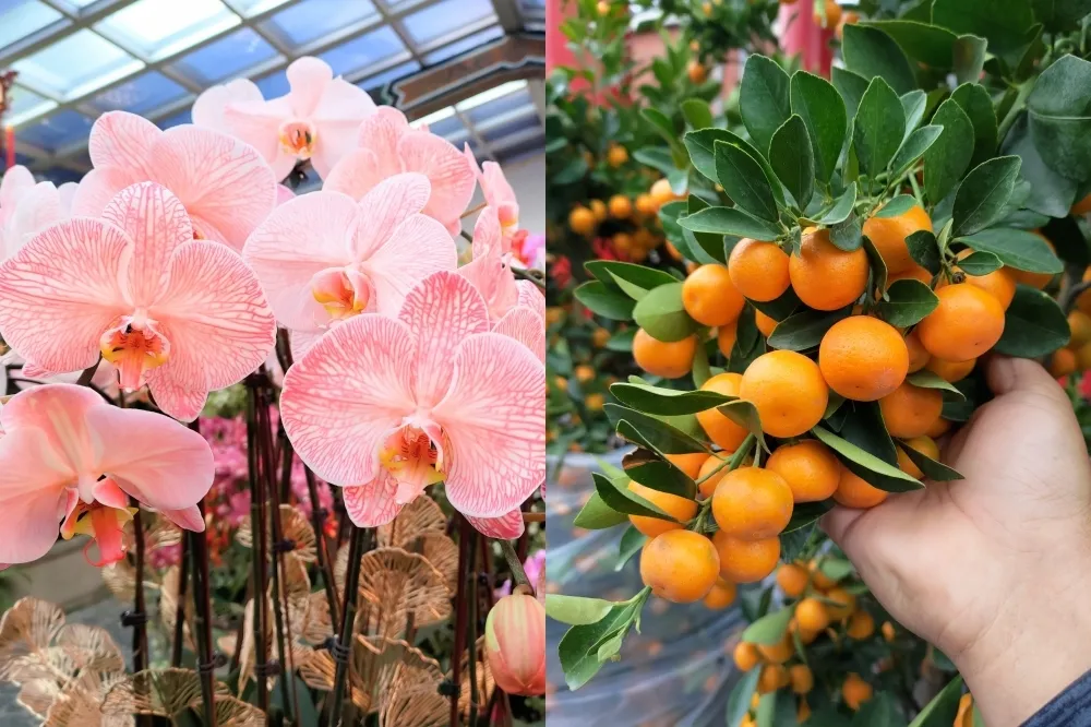 【賞花景點推薦】士林官邸春節花卉展登場！絕美「染色漸層蝴蝶蘭」亮相